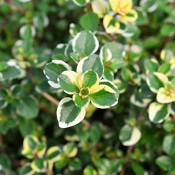 Premium Yellow Stonecrop Flower seeds for Planting Garden Favorite, Heirloom & GMO Free Seeds for Home Garden Sale seeds