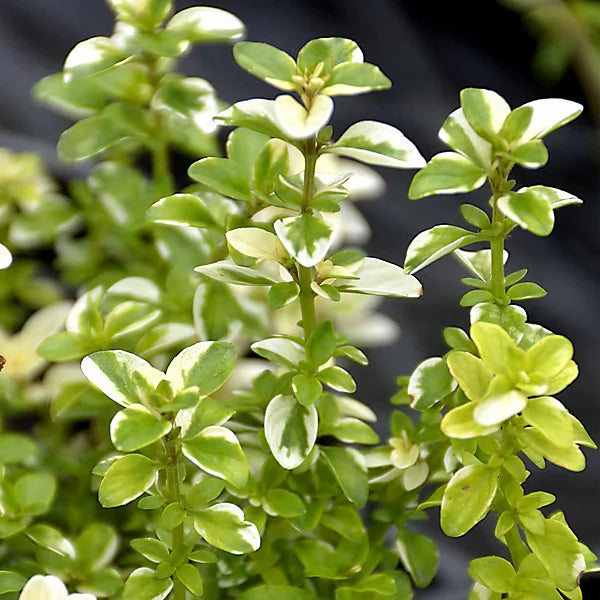 Yellow Stonecrop Flower seeds for Planting Garden Favorite, Heirloom & GMO Free Seeds for Home Garden Sale seeds for planting