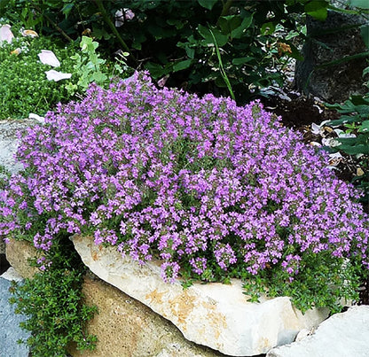 Creeping Thyme Seeds Germinating in Well-Drained Soil