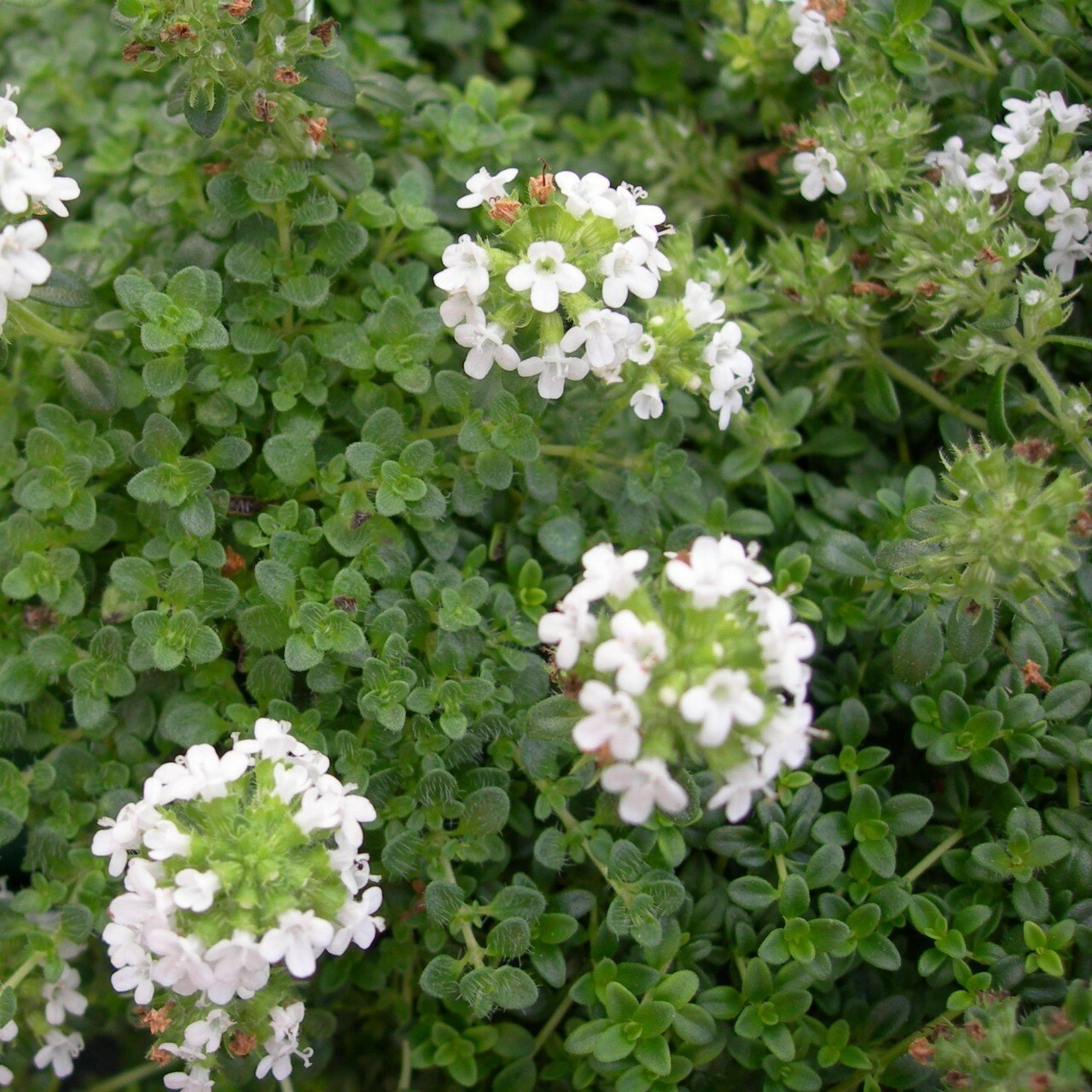 Thymus Fragrantissimu Flower seeds for Planting Cottage Garden Essential Heirloom & GMO Free Seeds for Home Garden