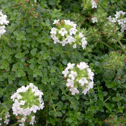 Thymus Fragrantissimu Flower seeds for Planting Cottage Garden Essential Heirloom & GMO Free Seeds for Home Garden