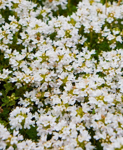 Thymus Fragrantissimu Flower seeds for Planting Cottage Garden Essential Heirloom & GMO Free Seeds for Home Garden