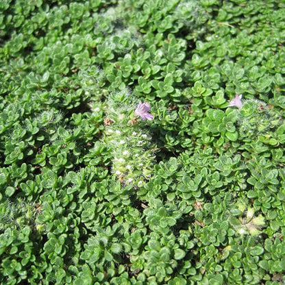 Thymus serpyllum Creeping Thyme in rock garden sunlight