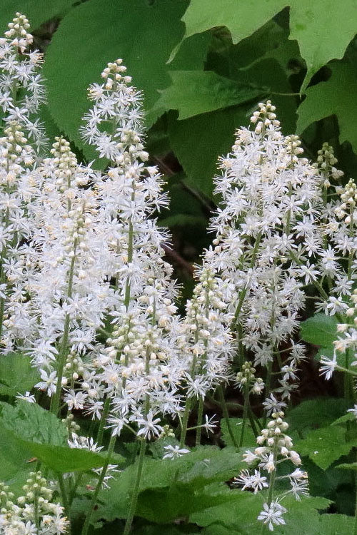 White Tiarella Trifoliata Flower seeds for Planting Colorful Display, Heirloom & GMO Free Seeds for Home Garden vegetable and garden seeds