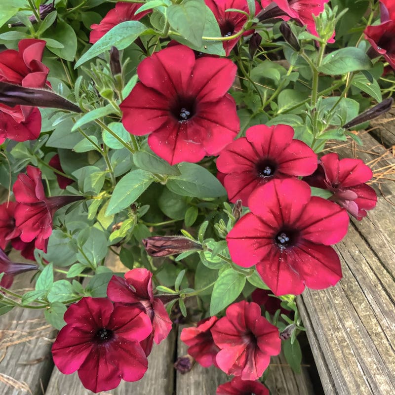 Heirloom Velour Petunia Flower seeds for Planting Pollinator Friendly Heirloom & GMO Free Seeds for Home Garden