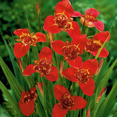 Red Tigridia Pavonia Flower seeds for Planting Bright Blooms, Heirloom & GMO Free Seeds for Home Garden vegetable and garden seeds