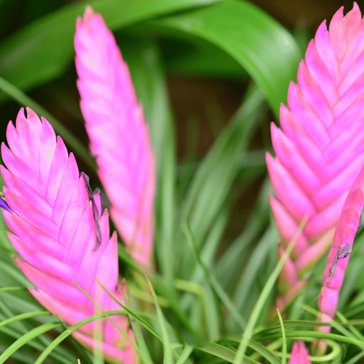 Pink Bromeliad Tillandsia Bulbosa Flower seeds for Planting - Seasonal Bloomer, Heirloom & GMO Free Seeds for Home Garden