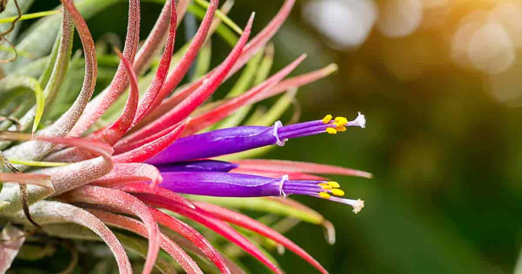 Tillandsia Flower seeds for Planting Shade Tolerant, Heirloom & GMO Free Seeds for Home Garden vegetable and garden seeds