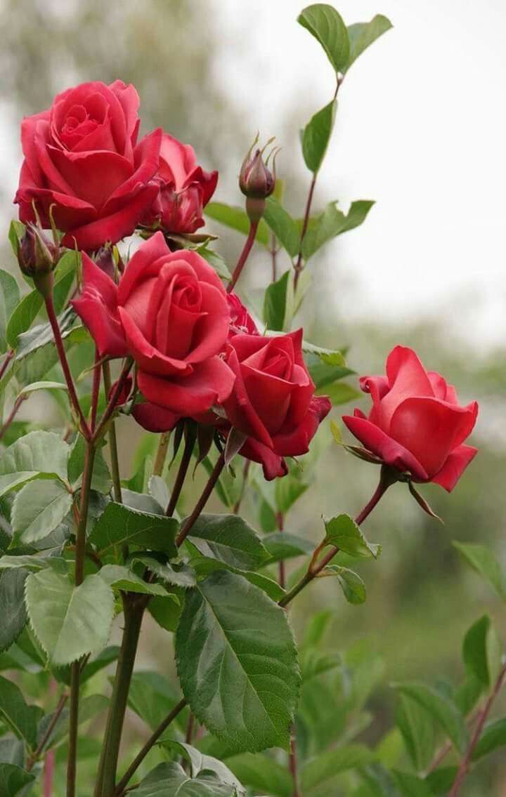 Timeless Beauty Rose Blooms in Full Garden Display