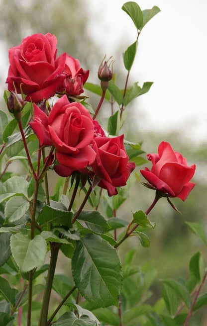 Timeless Beauty Rose Blooms in Full Garden Display