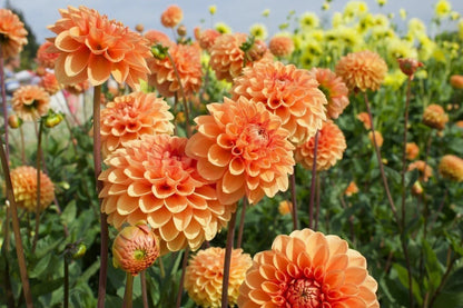 Dahlia Flower seeds for Planting Low Maintenance Heirloom & GMO Free Seeds for Home Garden