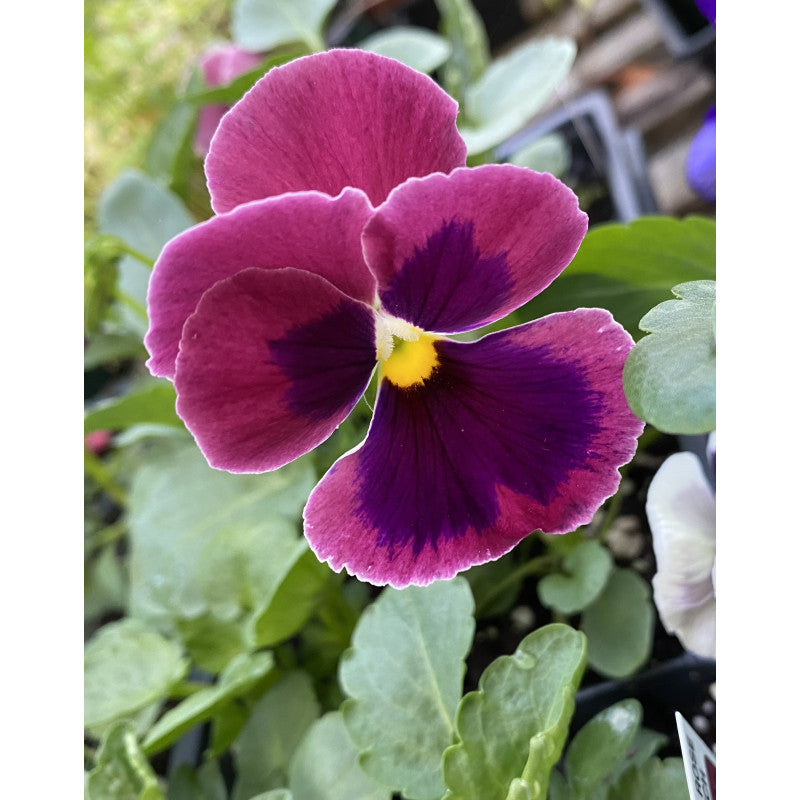 Pansy Rose Flower seeds for Planting Sun Loving, Heirloom & GMO Free Seeds for Home Garden vegetable and garden seeds