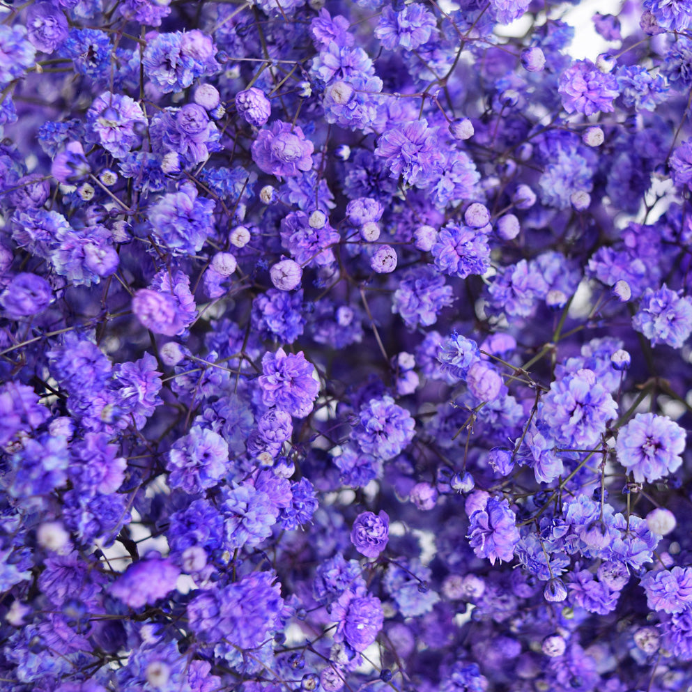Dark Purple Gypsophila Flower Seeds - Perfect for Bold Floral Arrangements