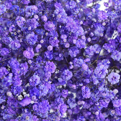 Dark Purple Gypsophila Flower Seeds - Perfect for Bold Floral Arrangements