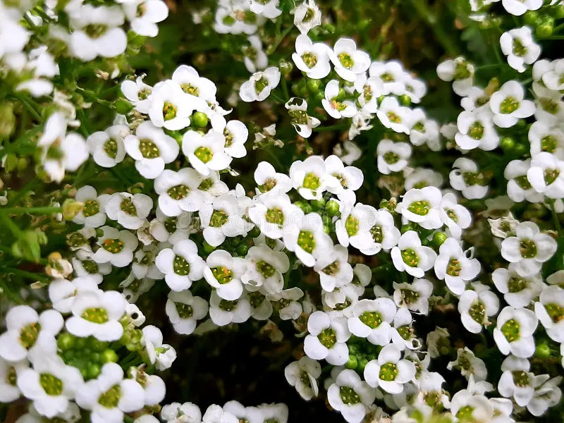 Lobularia Flower seeds for Planting Shade Tolerant Heirloom & GMO Free Seeds for Home Garden