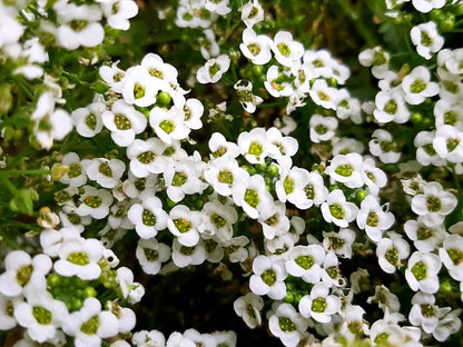 Lobularia Flower seeds for Planting Shade Tolerant Heirloom & GMO Free Seeds for Home Garden