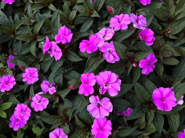 Violet Balsamine Flower seeds for Planting Hardy Variety, Heirloom & GMO Free Seeds for Home Garden vegetable and garden seeds