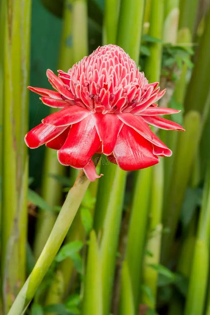 Torch Ginger Flower seeds for Planting Perfect for Borders Heirloom & GMO Free Seeds for Home Garden