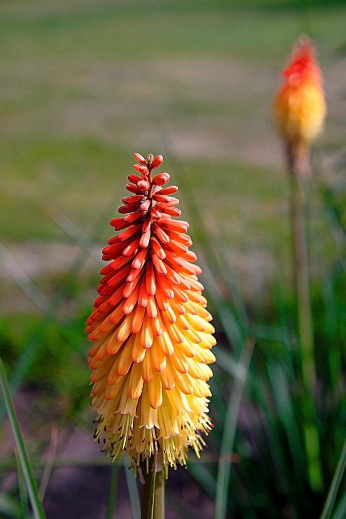 Uvaria Flower seeds for Planting Cottage Garden Essential, Heirloom & GMO Free Seeds for Home Garden vegetable and garden seeds