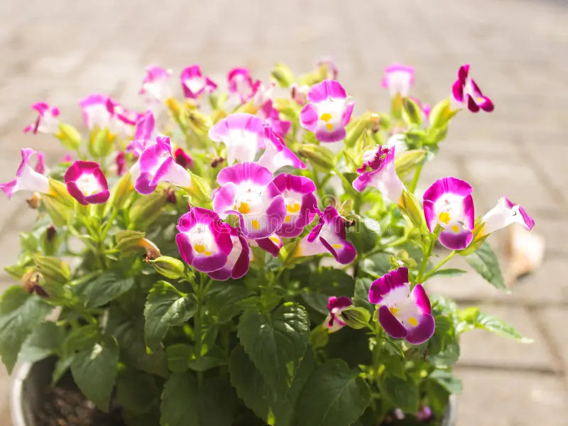 Pink Torenia Flower seeds for Planting Garden Favorite, Heirloom & GMO Free Seeds for Home Garden vegetable and garden seeds