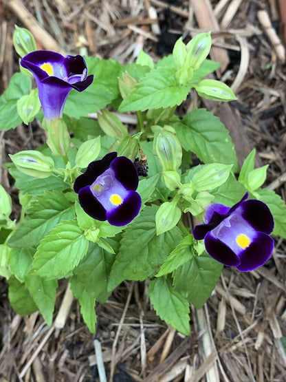 Torenia Wishbone Flower seeds for Planting Vibrant Colors Heirloom & GMO Free Seeds for Home Garden