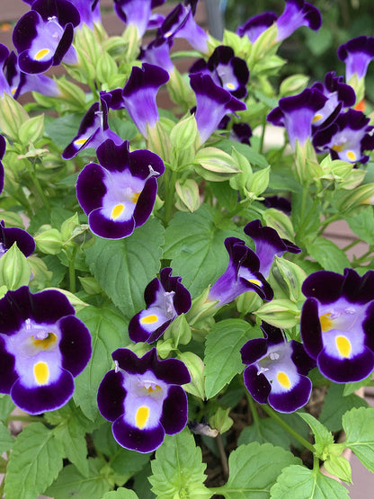 Torenia Wishbone Flower seeds for Planting Vibrant Colors Heirloom & GMO Free Seeds for Home Garden