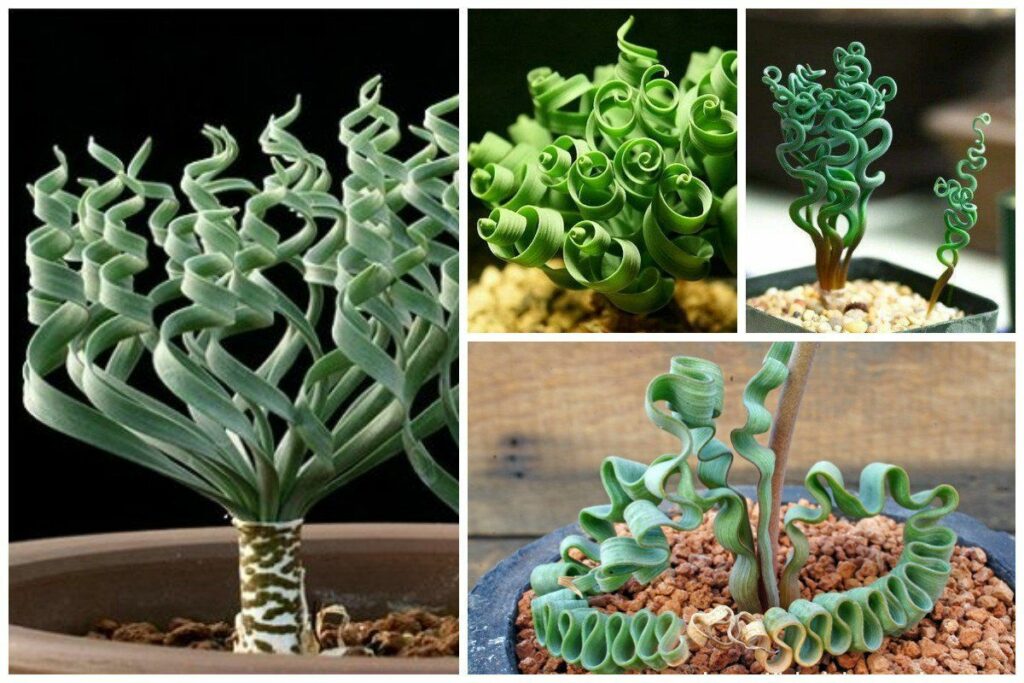 Unique Trachyandra Plant Seeds For Easy Planting