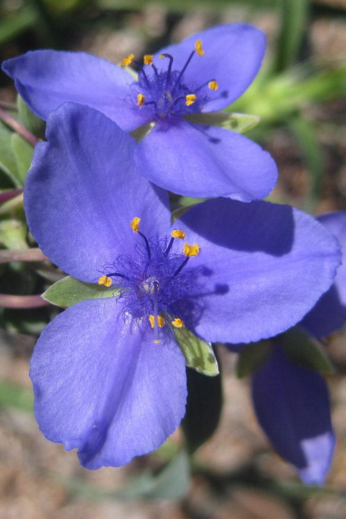 Premium Blue Tradescantia Flower seeds for Planting Long Bloom Season, Heirloom & GMO Free Seeds for Home Garden seeds