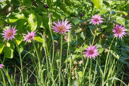 Tragopogon porrifolius grassy leafy Salsify growing outdoors
