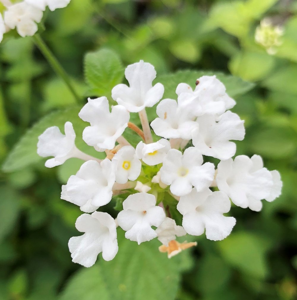 Lantana Flower seeds for Planting Vibrant Colors Heirloom & GMO Free Seeds for Home Garden