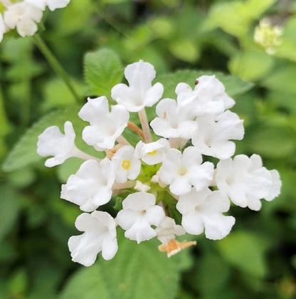 Lantana Flower seeds for Planting Vibrant Colors Heirloom & GMO Free Seeds for Home Garden