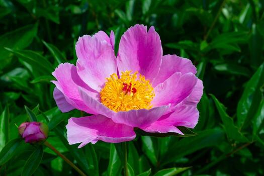 Premium Lactiflora Flower seeds for Planting Vibrant Colors, Heirloom & GMO Free Seeds for Home Garden seeds