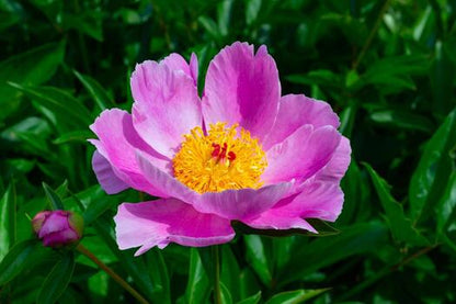 Premium Lactiflora Flower seeds for Planting Vibrant Colors, Heirloom & GMO Free Seeds for Home Garden seeds