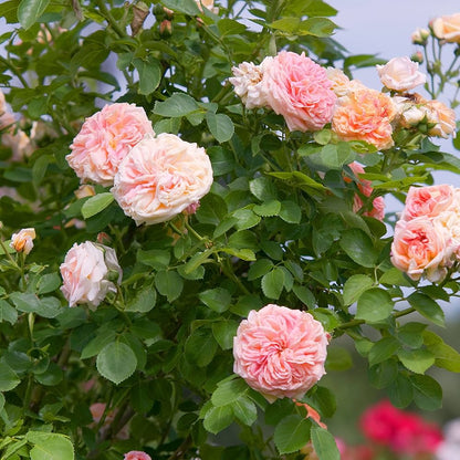 Vertical Beauty Climbing Roses on Trellis