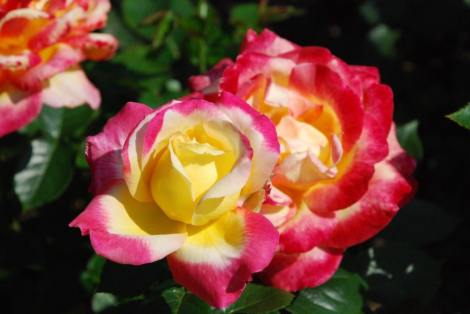Tricolour Rose Standard Flower seeds for Planting Colorful Display, Heirloom & GMO Free Seeds for Home Garden vegetable and garden seeds