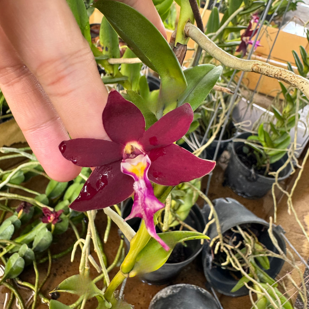 Trichoglottis Flower Seeds for Planting