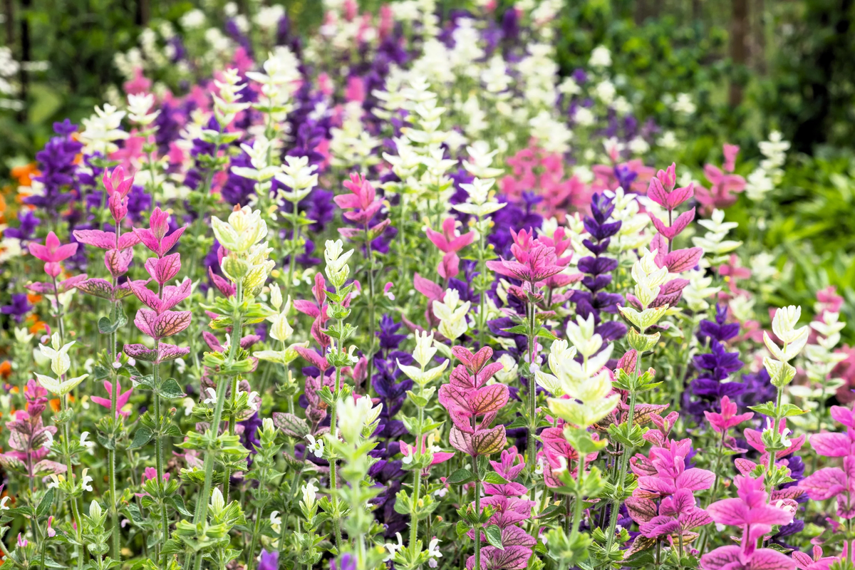 Salvia viridis horminum herb flower plant in garden