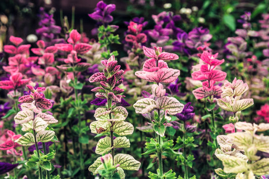Tricolor Clary Sage Salvia viridis mix seeds blue pink white flowers