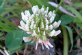 White Trifolium Repens Flower seeds for Planting Seasonal Bloomer, Heirloom & GMO Free Seeds for Home Garden seeds for planting