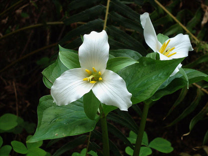 Trillium Flower seeds for Planting Shade Tolerant Heirloom & GMO Free Seeds for Home Garden