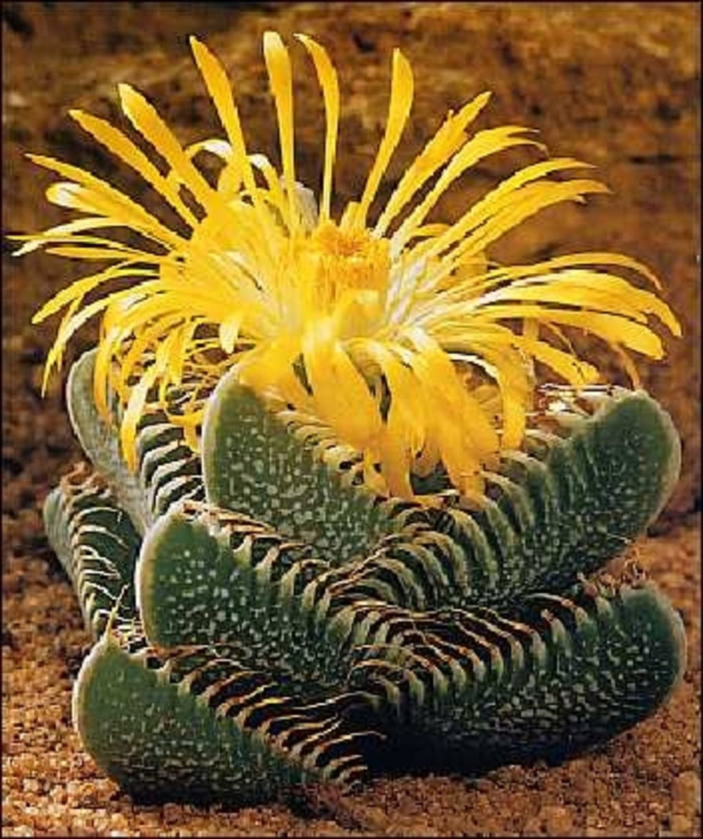Echter Tigerrachen Flower seeds for Planting - Shade Tolerant, Heirloom & GMO Free Seeds for Home Garden