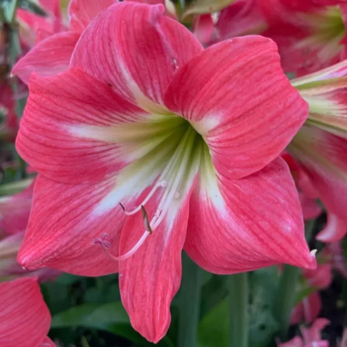 Tropical Amaryllis Barbados Growing in Pots