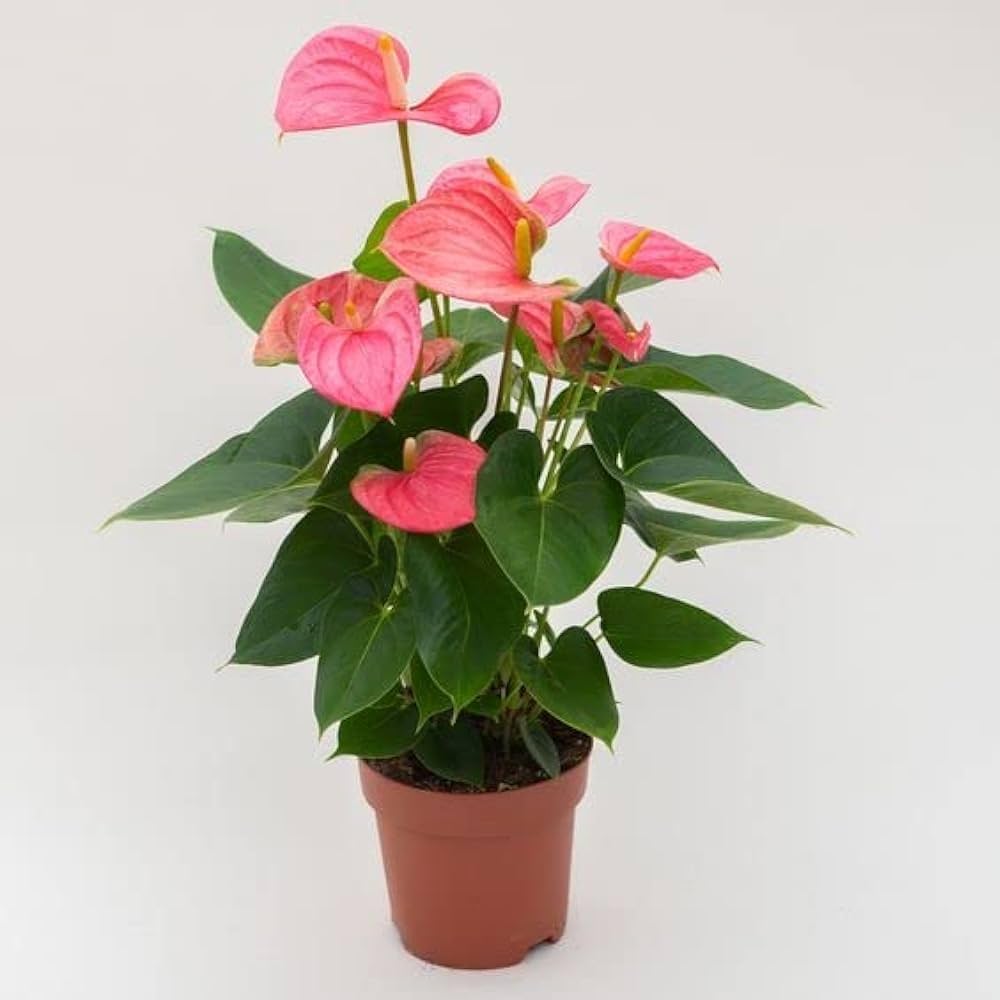 Multi Colour Anthurium Flower seeds for Planting Cut Flower Favorite, Heirloom & GMO Free Seeds for Home Garden vegetable and garden seeds