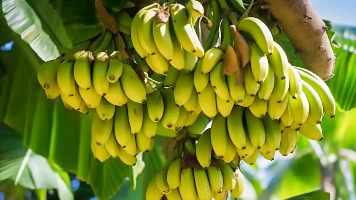 Tropical Banana Plants Growing in Garden, Healthy Banana Trees with Large Leaves