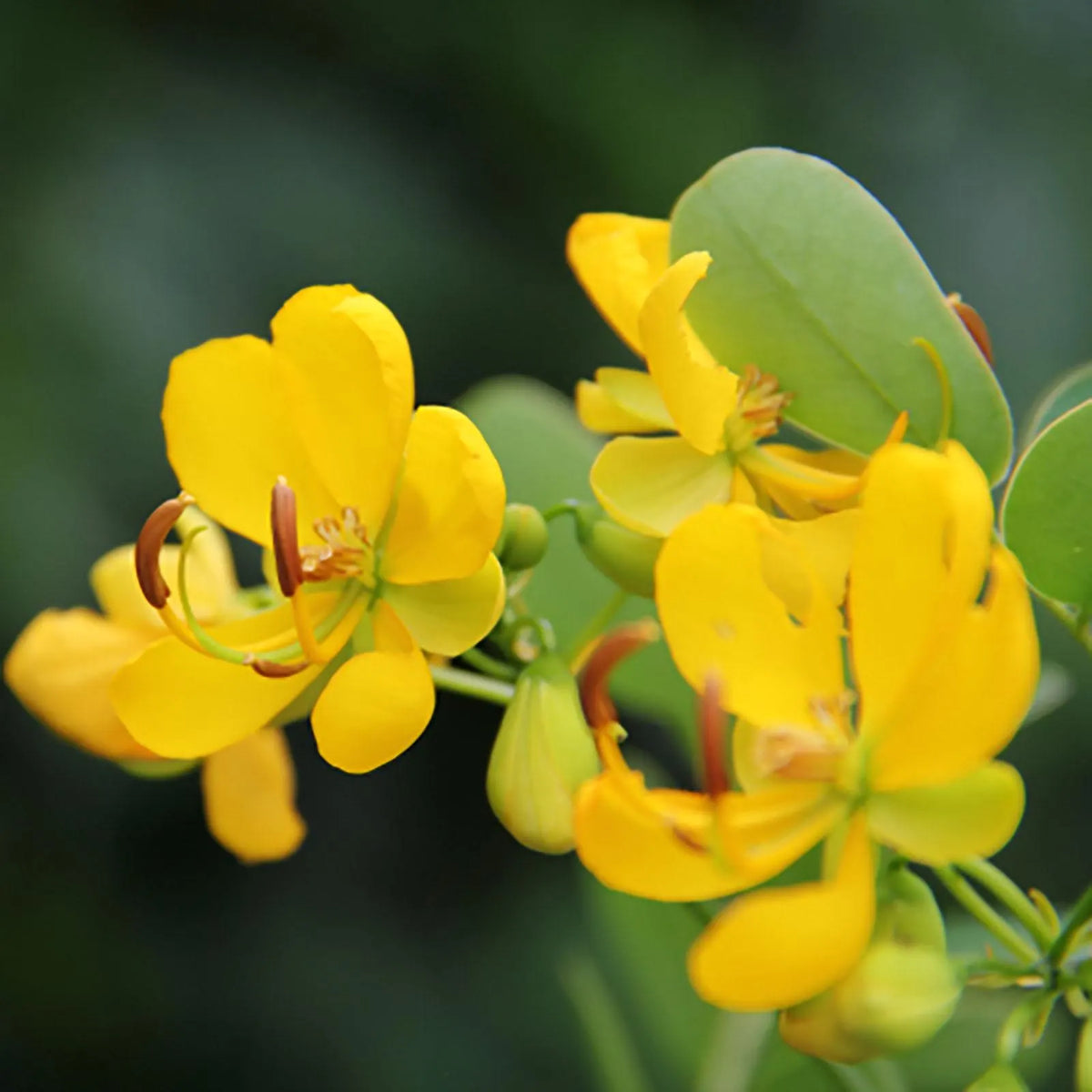 Tropical Didymobotrya Plant Growing Guide