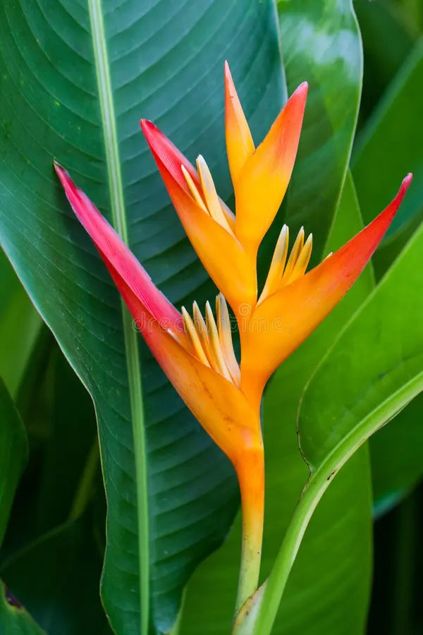Heliconia Flower seeds for Planting Perfect for Borders Heirloom & GMO Free Seeds for Home Garden