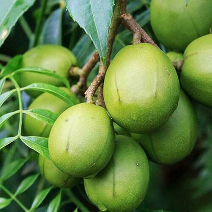 Tropical fruit garden with Spondias trees