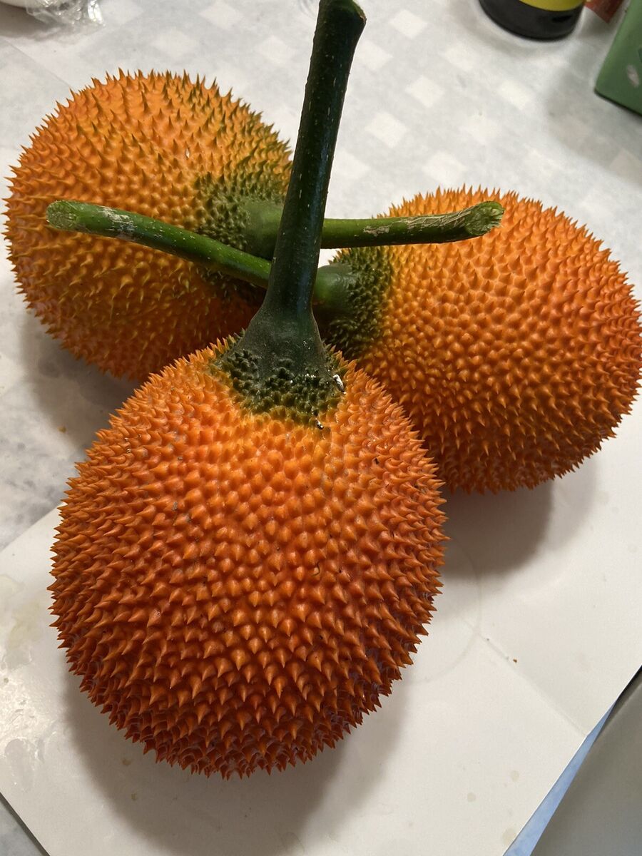 Tropical Gac Melon seeds for planting in warm climates