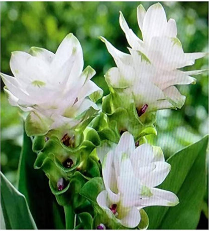 Tropical Green Alismatifolia plants enhancing garden landscape
