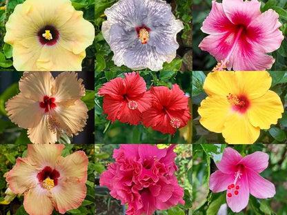 Tropical Hibiscus Flowers in Lush Garden